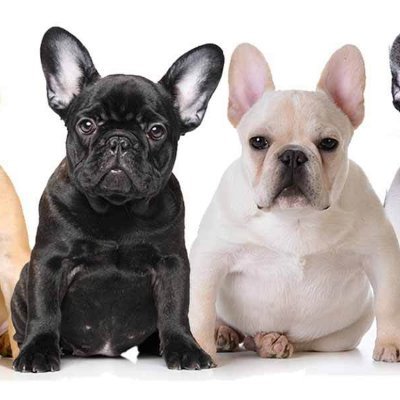 We are a pet supply online store catered to french bulldog products.
