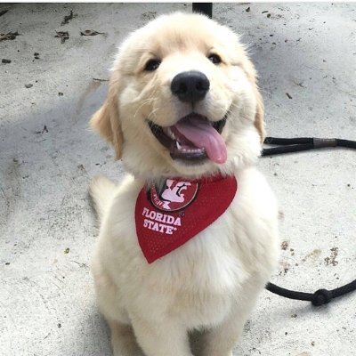 Dog_Luvers's profile picture. Welcome to the best dog lover timeline on Twitter.