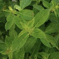 植物分子工学(陽川研)@北見工業大学 - Yokawa Lab@KIT (@yokawal) 's Twitter Profile