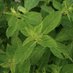 植物分子工学(陽川研)@北見工業大学 - Yokawa Lab@KIT (@yokawal) Twitter profile photo 植物分子工学(陽川研)@北見工業大学 - Yokawa Lab@KIT (@yokawal) Twitter profile photo