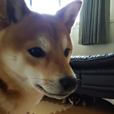 aka_kuro_shiba Profile Picture