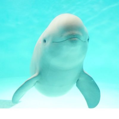 Twoucan スナメリp Sunsun Twoucan スナメリp Sunsun