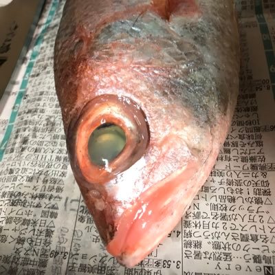 記者・編集者・翻訳者など⊿。醤油案内人。魚さばき。日本さかな検定（ととけん）は2018年3級、2019年2級に合格。2020年は1級67点だったので、2021年の合格を目指します。