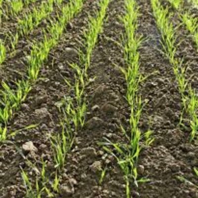 Crop Plant Science Profile