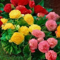 عذاب السنين (@ccmyy2) 's Twitter Profile