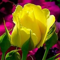 Javed (@javed447) Twitter profile photo