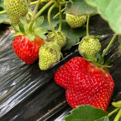 会社員から一年間の農業研修を経て、就農。いちご農家🍓３年目。
とちあいか15a、とちおとめ5a、IPMとバイオスティミュラント資材での栽培推進中↗️
家庭菜園記録
https://t.co/b5OFIaOzhd
就農記録
https://t.co/3NDcOd5egR