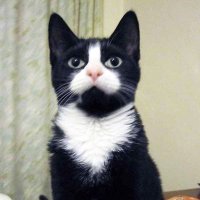 Mulier Fortis (@mulierfortis) 's Twitter Profile Photo