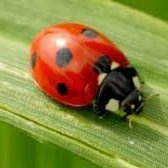 Lovely Ladybugs