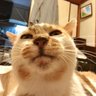 yousukezan's profile picture. 2匹の猫を見守りながら自宅勤務しています。サイボウズバグバウンティ2016、2020、2021、2022年度ランク1位。@neco_timeボットと血統表検索(https://t.co/VjmIKfYLLL に移行中)に何かあったら連絡ください。