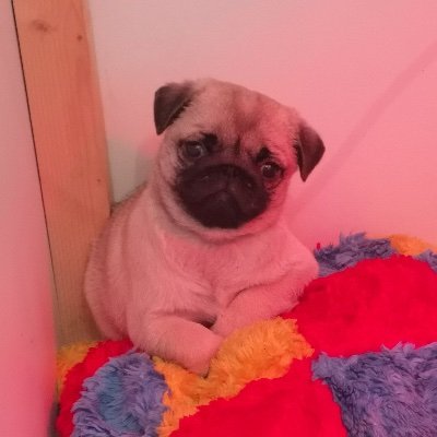 Cheucheu Joyeux Anniversaire Julien Je Vous Apprecie Beaucoup Et Votre Humour Me Plait