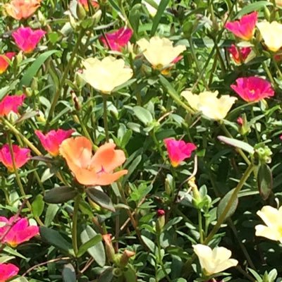 krpXCfNQH4VxyfG's profile picture. まわりの人の役にたてることがあれば嬉しいです。#スピリチュアル #花好き 普段から助けて頂いているまおさんのHP 。https://t.co/nQdkfmhgnm