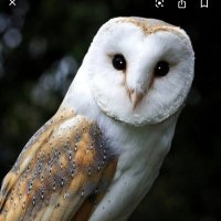 Owls @ Burton Green Primary School(@BG_Owls) 's Twitter Profile Photo