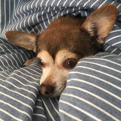 CSalish's profile picture. The current mass extinction & global warming are keeping me from being a very happy young girl with a bright and wonderful future (also age). #DebbieDowner