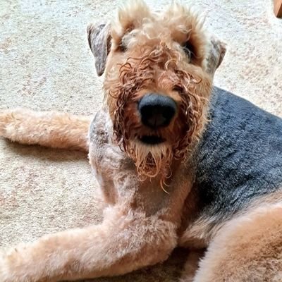 arkyairedale Profile Picture