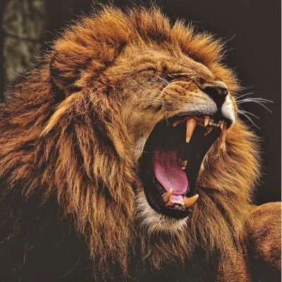 king_obaroo's profile picture. 