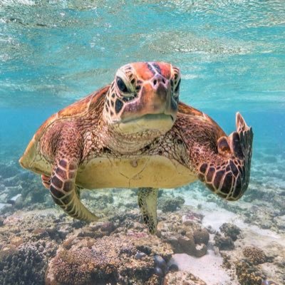 GaniRaees's profile picture. 