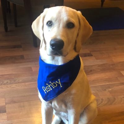 Hi! I'm Ashby, @wlky's Canine Companion! 🐾 Learn more about my mission to assist kids and adults with disabilities by following @ccicanine.