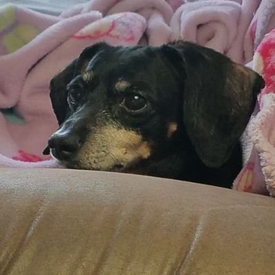pipersfun2's profile picture. Author, gamer, Love God & my dog. Follow me at twitch https://t.co/cCYDhsaofF.  See you there hugs!!