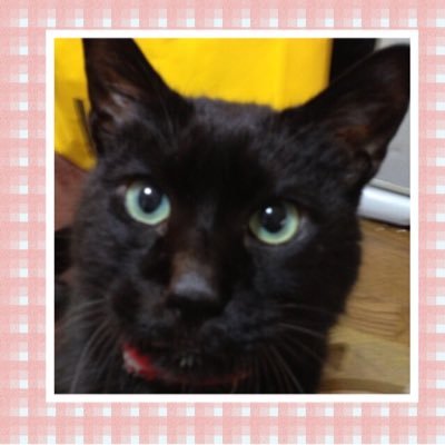 猫、絵本大好き(絵本講師)介護職 BMSG箱推し Coreくんの音楽特に好き (別垢作ってないので、いっぱいつぶやいてます)🙇