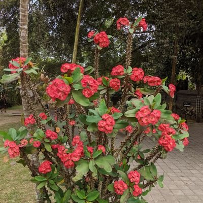 ascrivner's profile picture. 