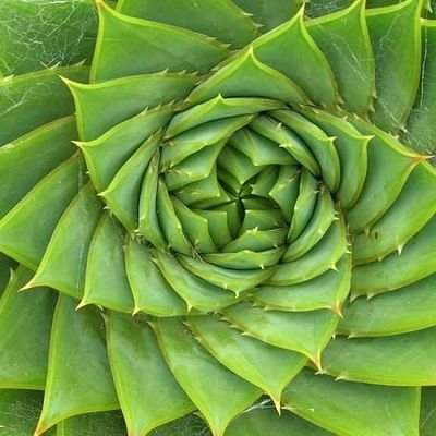 EliasdelaTerra1's profile picture. Blue-Green Labour/Gindinite/Dabbles in Futurism/Proselytizer of large scale Kelp mariculture/God of Spinoza/ Advocate for Biodiversity/ woke left trigger ⚠