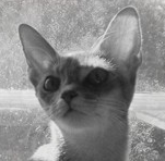 My name is Lynne Cracknell. I registered my first litter of Aby kittens in August of 1984 and am still persuaded that the Abyssinian is the best cat breed ever!