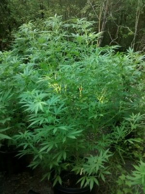 Hello we will list special events and all other things recreational marijuana michigan
