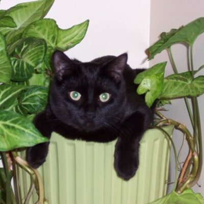 Krzykat's profile image