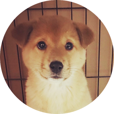 保護犬コロチャンネル Hogokenkoro Twitter