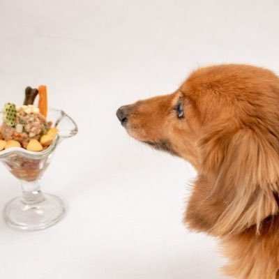 Guideid1's profile picture. ペット全般が健康で長生きできるための情報を紹介しつつ、思うところについて語ったりしています。ＲＴしていただけると嬉しいです✨無言フォロー歓迎します。ペットに関わるツイートからのフォローには、フォローバックいたします😆サイトでは、保護猫他動物園などの情報も紹介しています。連絡頂ければ、紹介記事も書きますよ😊