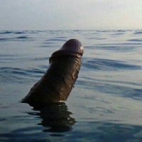gozilapar ππ (@gozimuka) 's Twitter Profile
