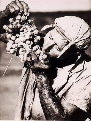VintageHarvest's profile picture. Vintage Wine Harvest