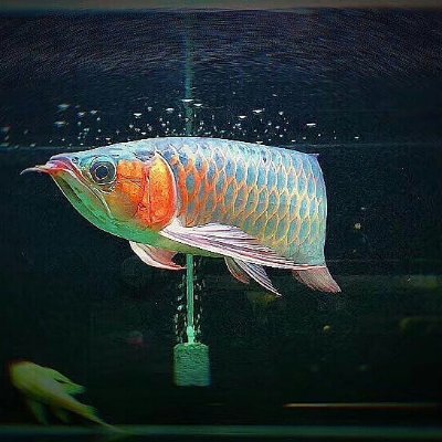 At Tuan Fish Farm, we produce,sell & ship✈🚚 rare & Unique fishes of excellent value Stingrays,Arowana,Catfish,Shrimp Fishes Etc. DM us for More Info