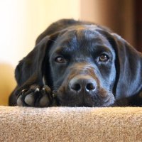 Sir Basil Waggalot🐾 (@basilwaggalot) 's Twitter Profile