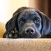 Sir Basil Waggalot🐾 (@basilwaggalot) Twitter profile photo Sir Basil Waggalot🐾 (@basilwaggalot) Twitter profile photo