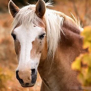 we love horses, all horses, arabic horses, american horses, english horse, finnhorses, Berber horses, and all...