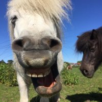 Horse Sense Wirral Charity #1152111(@HorseSenseW) 's Twitter Profileg