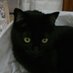 ブラックキャット (@smwayodriavdqqs) Twitter profile photo