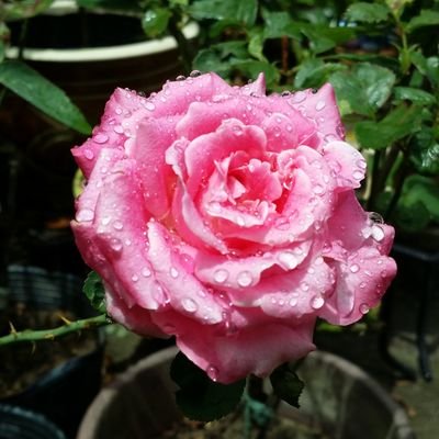 Roze44419365's profile picture. In the world of my own