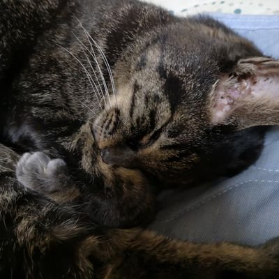 青木屋 欲しい 猫シール 笑 猫飼ってます 猫飼いにうれしい 猫 シール 売り上げ1枚で保護猫1回分のご飯に おたくま経済新聞 猫シール T Co Tsybtlnuq2 青木屋 欲しい 猫シール 笑 猫飼ってます 猫飼いにうれしい 猫 シール 売り上げ1枚で保護猫1回分のご飯に おたくま経済新聞 猫シール T Co Tsybtlnuq2