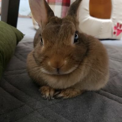あっきー うちのウサギが可愛い件 Kihiro0212 Twitter