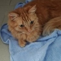 Soyyo (@soyyo72326763) 's Twitter Profile