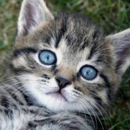 ComputerKitten's profile picture. 