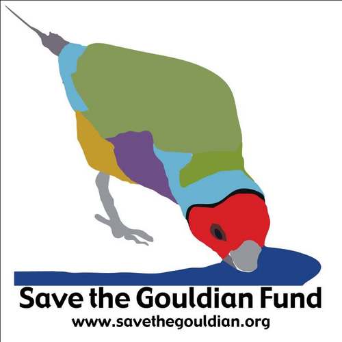 Only 2500 Gouldian finches remain in the wild. Follow us to stay up to date with this important research and conservation effort. Help us Save the Gouldian.