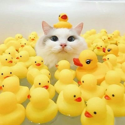 suka bobo, ga suka kamu
