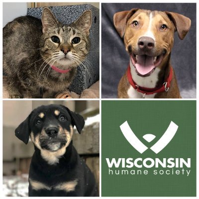 At WHS, we adore animals and the people who love them! We operate 5 shelters across eastern WI in Green Bay, Sturgeon Bay, Milwaukee, Saukville, and Racine.