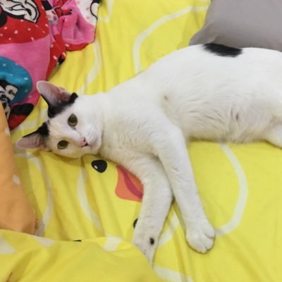 creepingdaisy's profile picture. บ่น บ่น และบ่น