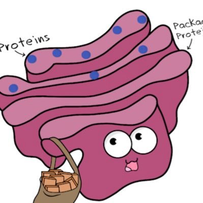 Vote Golgi Apparatus On Twitter I Can Be Found In Most Of The Eukaryotic Cells But I Have No Unique Position In Eukaryotic Cells Make Appointment If You Ever Need Me B105organellevote2019 Https T Co O8ctiipe6x