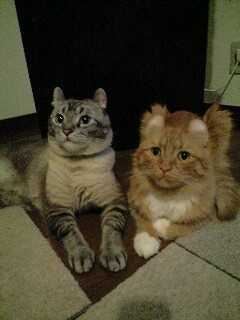 subaru_fuga's profile picture. 動物好き。クラシック音楽クラシックギター大好き。アコーディオン大好き。いつも海外旅行に行きたいと思ってる。特にポーランド。仕事リハビリ屋さん。がん医療にかかわるのが野望。もっと英語を勉強したい（できていない💦）